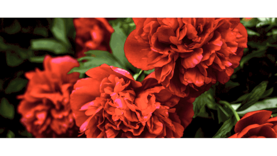 Karanfil Çiçeği Anlamı – (Dianthus)