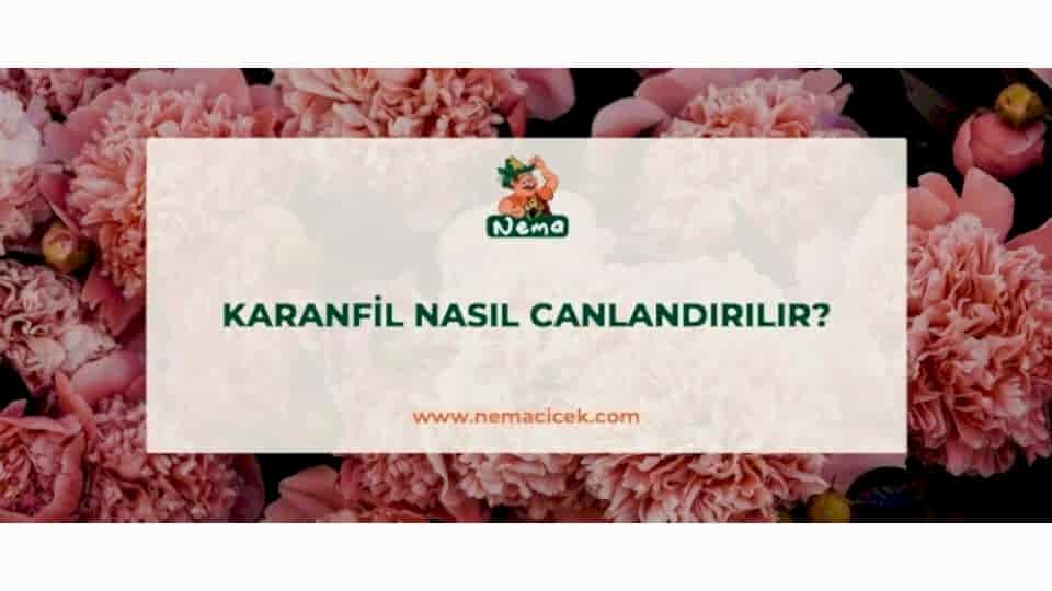 Kuruyan Karanfil Nasıl Canlandırılır? Karanfil Kurudu Ne Yapmalıyım?