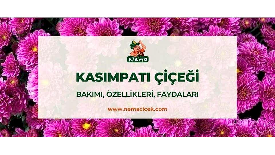 Kasımpatı Çiçeği (Krizantem, Chrysanthemum) Bakımı, Özellikleri, Anlamı
