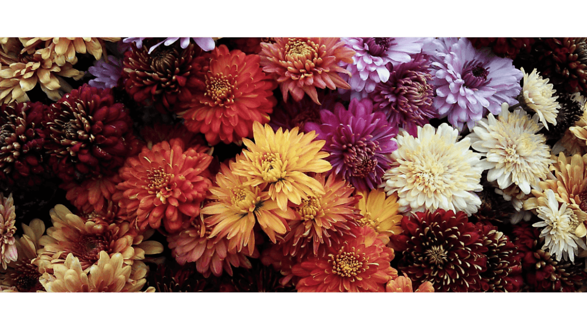 https://tipob9t.wwweees.com/image/cache/catalog/blog-image/kasimpati-cicegi-tipob9t.wwweees.com-5-1920x1080.png