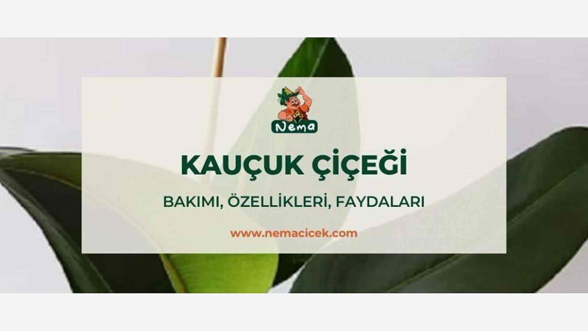 https://tipob9t.wwweees.com/image/cache/catalog/blog-image/kaucuk-cicegi-nemacicek-blog-1920x1080.jpg