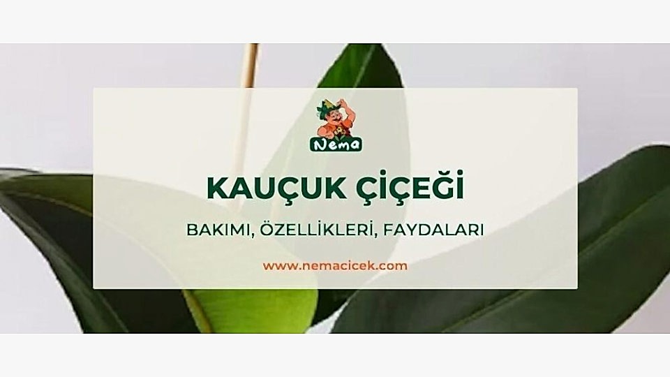 Kauçuk Çiçeği (Ficus Elastica) Bakımı, Özellikleri, Anlamı