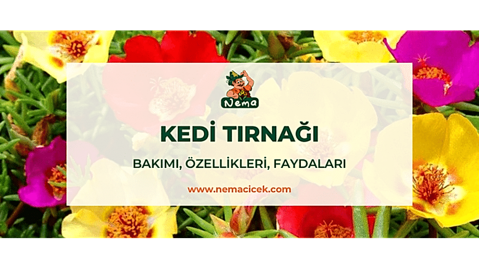 Kedi Tırnağı Bakımı (Portulaca Grandiflora) Özellikleri, Faydaları