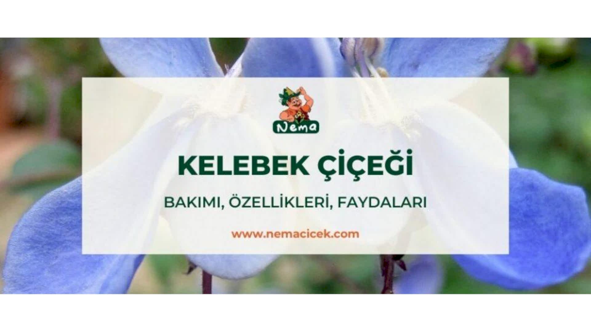 https://tipob9t.wwweees.com/image/cache/catalog/blog-image/kelebek-cicegi-nemacicek-blog-1920x1080.jpg