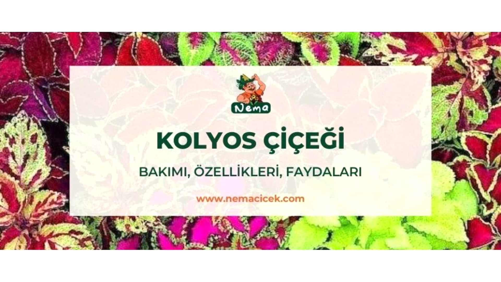 https://tipob9t.wwweees.com/image/cache/catalog/blog-image/kolyos-cicegi-nemacicek-blog-1920x1080.jpg