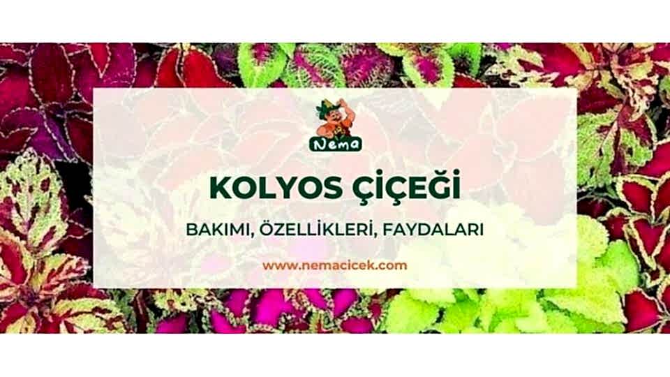 Kolyos Çiçeği (Coleus) Bakımı, Özellikleri, Faydaları