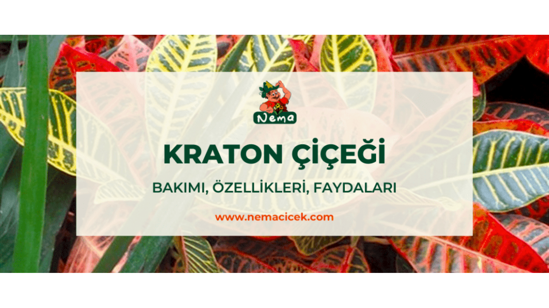 https://tipob9t.wwweees.com/image/cache/catalog/blog-image/kraton-cicegi-nemacicek-blog-1920x1080.png