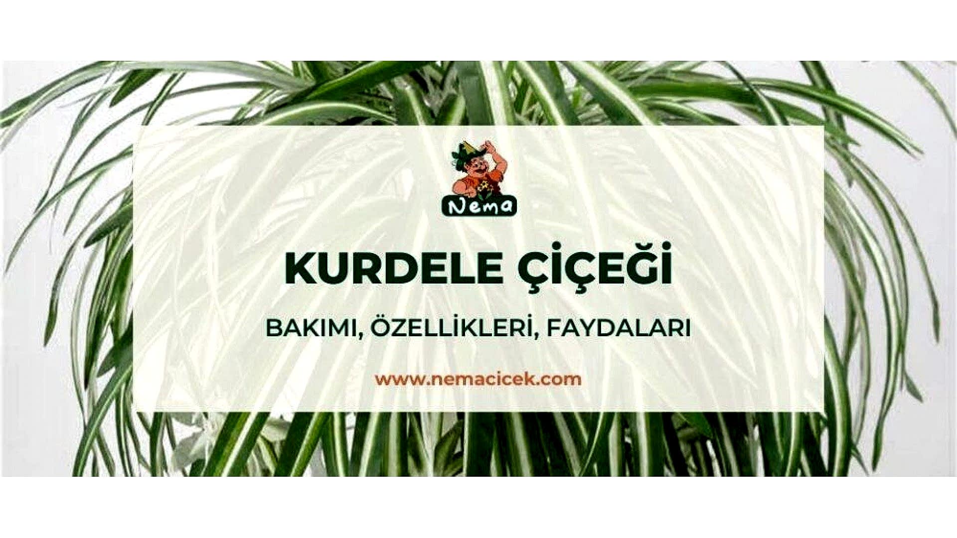 https://tipob9t.wwweees.com/image/cache/catalog/blog-image/kurdele-cicegi-nemacicek-blog-1920x1080.jpg