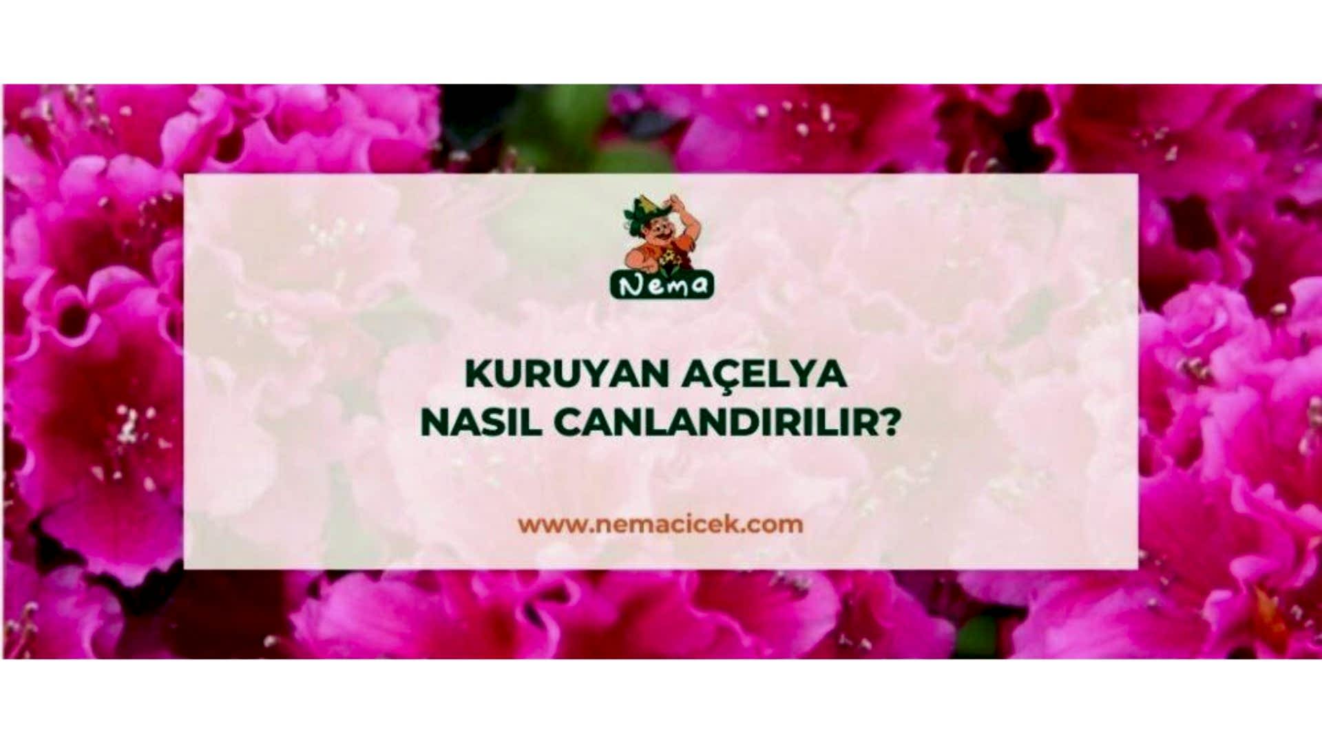 https://tipob9t.wwweees.com/image/cache/catalog/blog-image/kuruyan-acelya-nasil-canlandirilir-nemablog-1920x1080.jpg