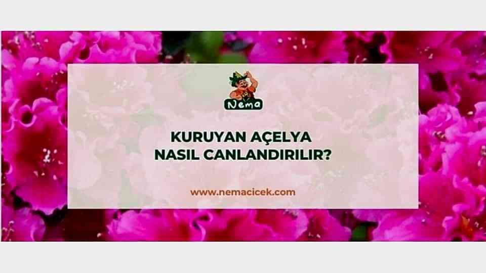 Kuruyan Açelya Nasıl Canlandırılır?
