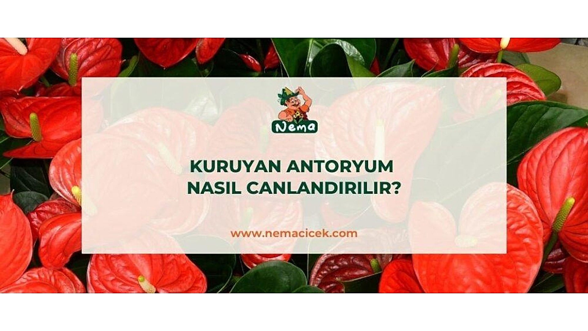 https://tipob9t.wwweees.com/image/cache/catalog/blog-image/kuruyan-antoryum-nasil-canlandirilir-nemablog-1920x1080.jpg
