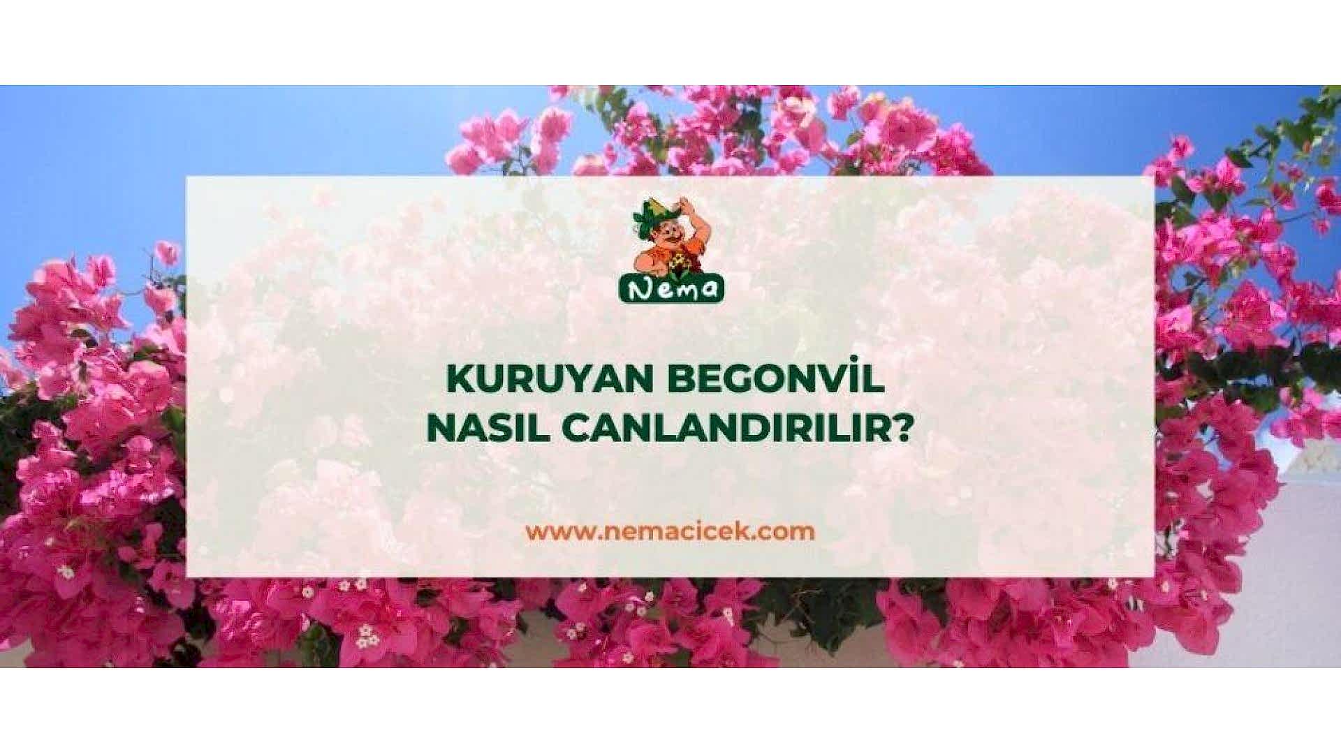 https://tipob9t.wwweees.com/image/cache/catalog/blog-image/kuruyan-begonvil-nasil-canlandirilir-nemablog-1920x1080.jpg