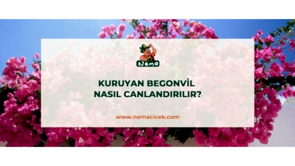 Kuruyan Begonvil Nasıl Canlandırılır ? Begonvilim Kurudu Ne Yapmalıyım?