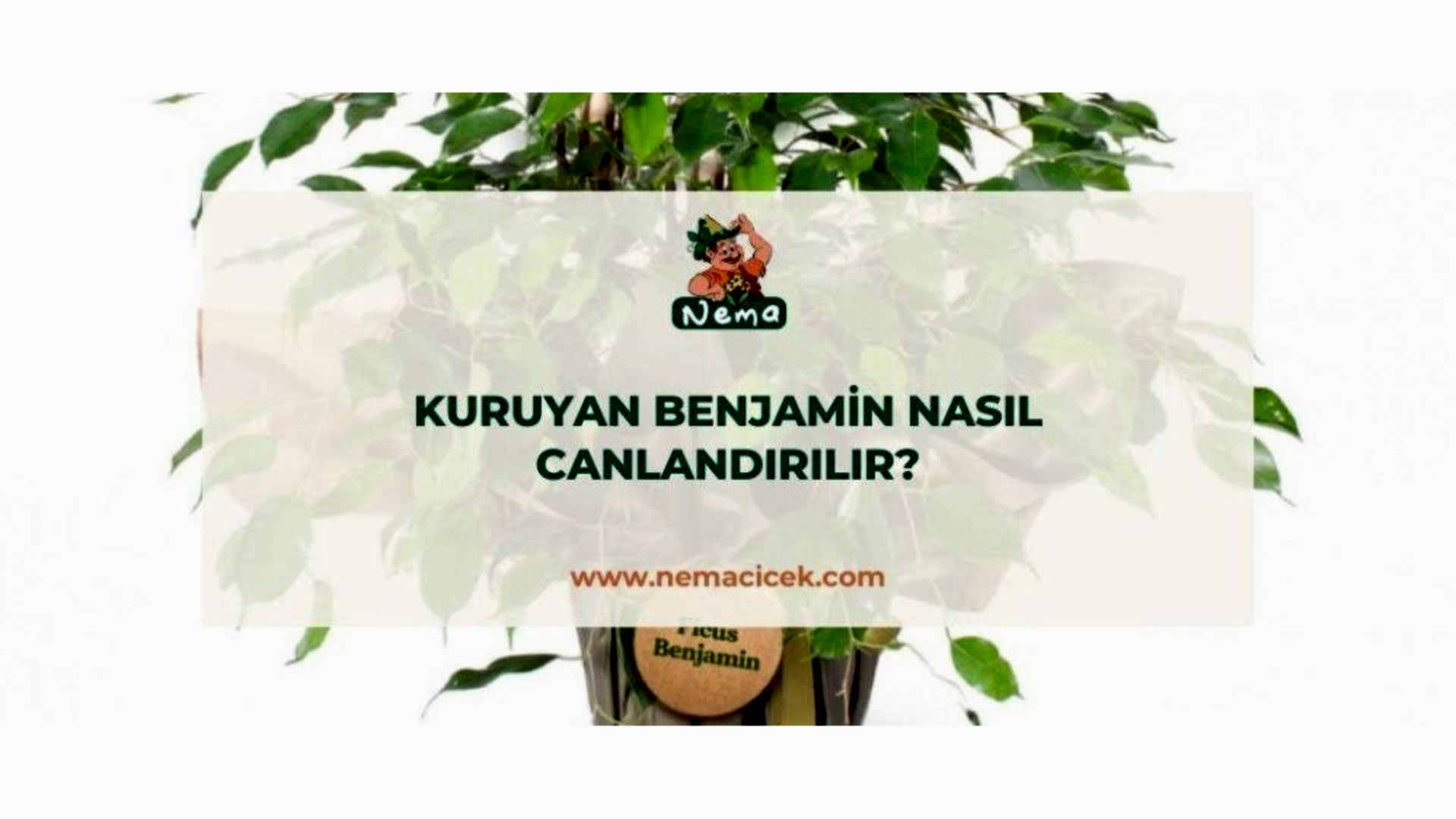 https://tipob9t.wwweees.com/image/cache/catalog/blog-image/kuruyan-benjamin-nasil-canlandirilir-nemablog-1920x1080.jpg