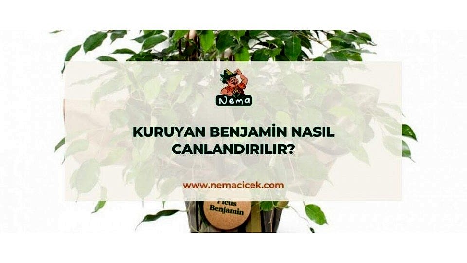 Kuruyan Benjamin Nasıl Canlandırılır? Benjamin Çiçeğim Kurudu Ne Yapmalıyım?