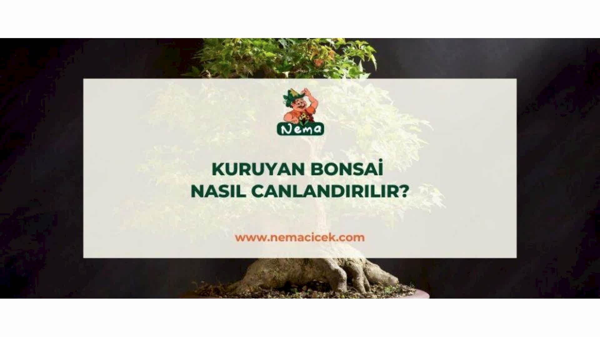 https://tipob9t.wwweees.com/image/cache/catalog/blog-image/kuruyan-bonsai-nasil-canlandirilir-nemablog-1920x1080.jpg