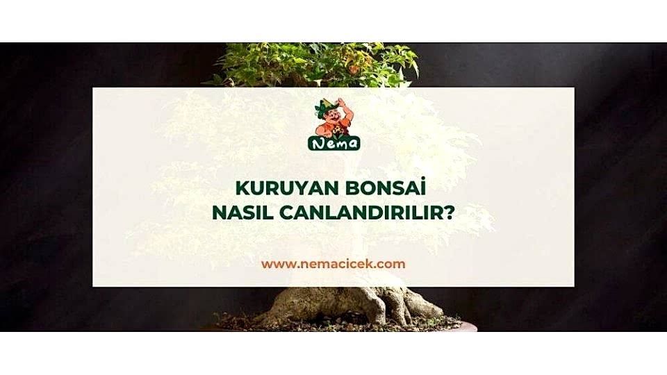 Kuruyan Bonsai Nasıl Canlandırılır?