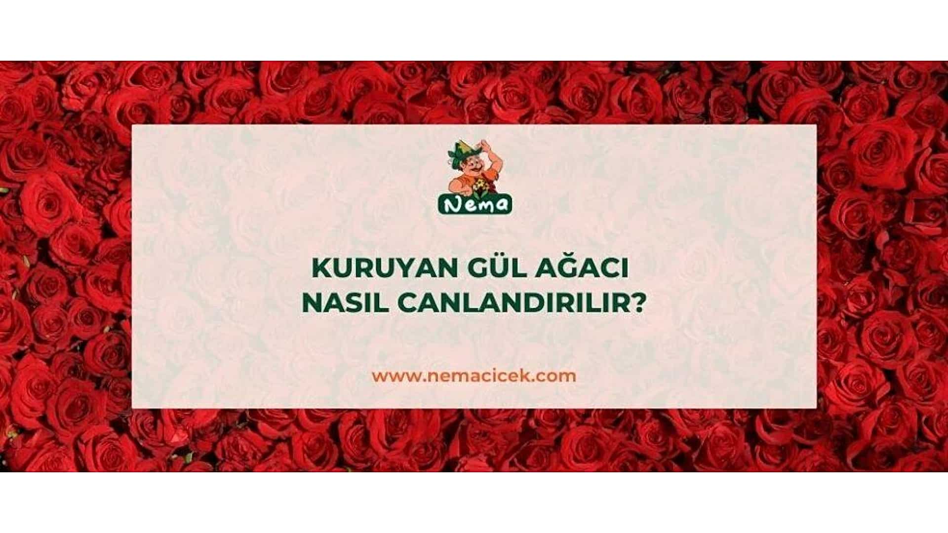 https://tipob9t.wwweees.com/image/cache/catalog/blog-image/kuruyan-gul-agaci-nasil-canlandirilir-nemablog-1920x1080.jpg