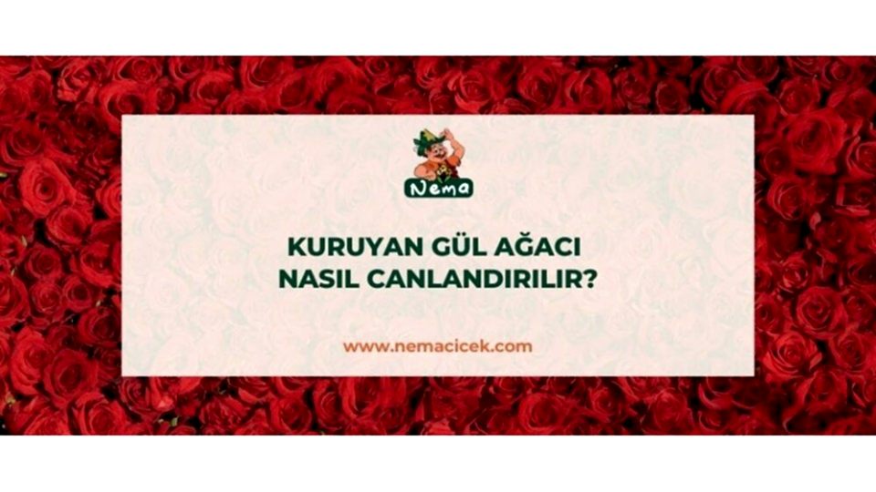 Kuruyan Gül Ağacı Nasıl Canlandırılır? 5 Adımda Canlandırma