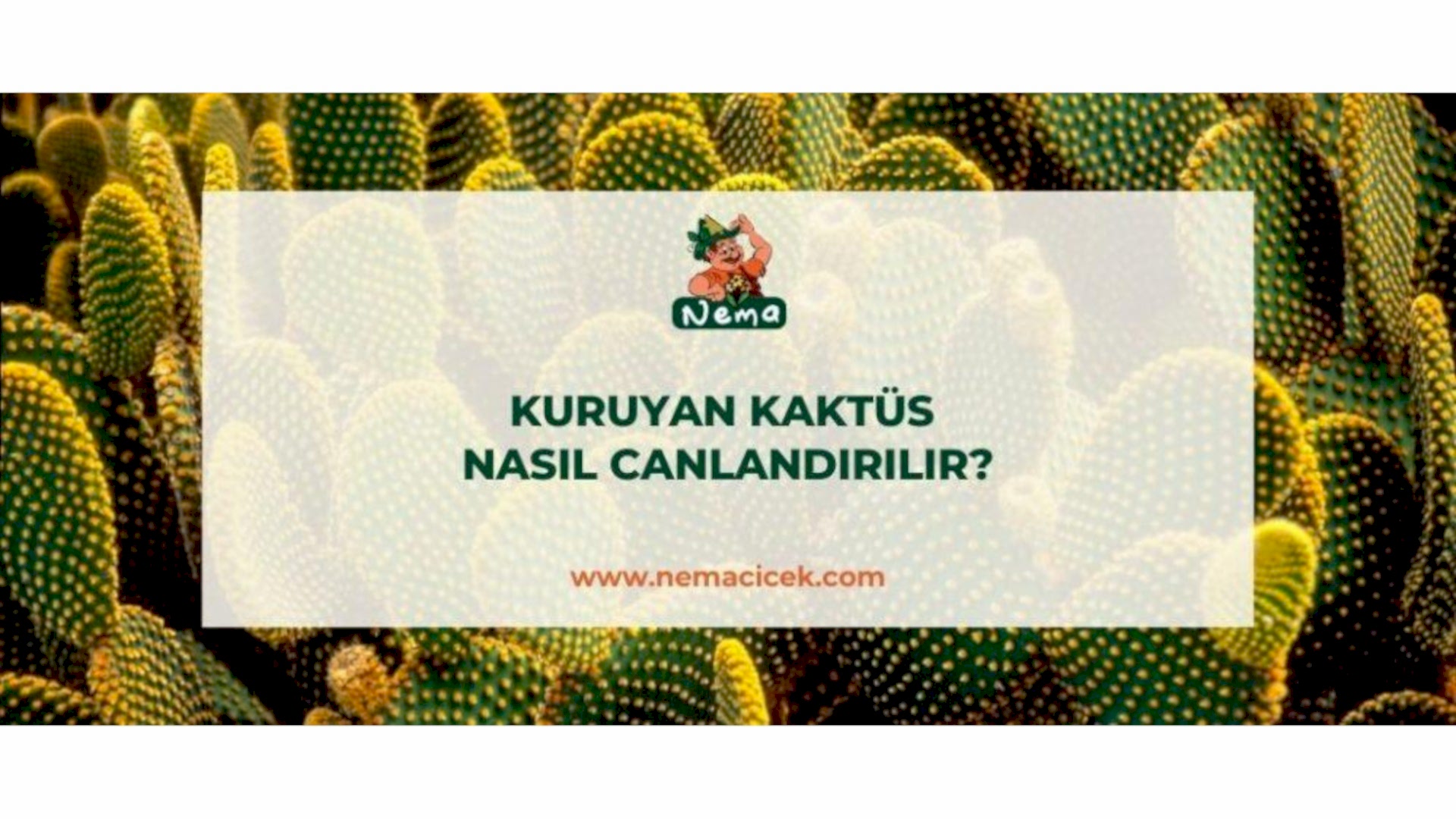 https://tipob9t.wwweees.com/image/cache/catalog/blog-image/kuruyan-kaktus-nasil-canlandirilir-nemablog-1920x1080.jpg