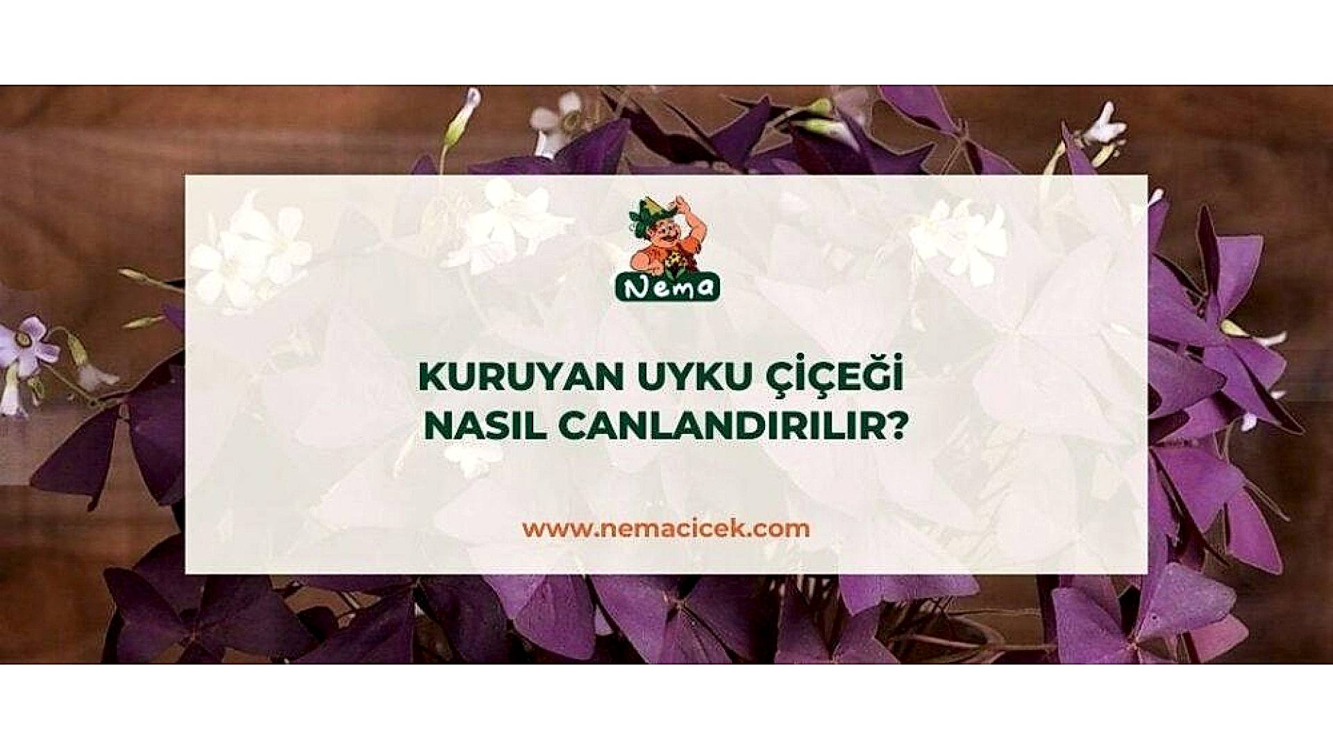 https://tipob9t.wwweees.com/image/cache/catalog/blog-image/kuruyan-uyku-cicegi-nasil-canlandirilir-nemablog-1920x1080.jpg