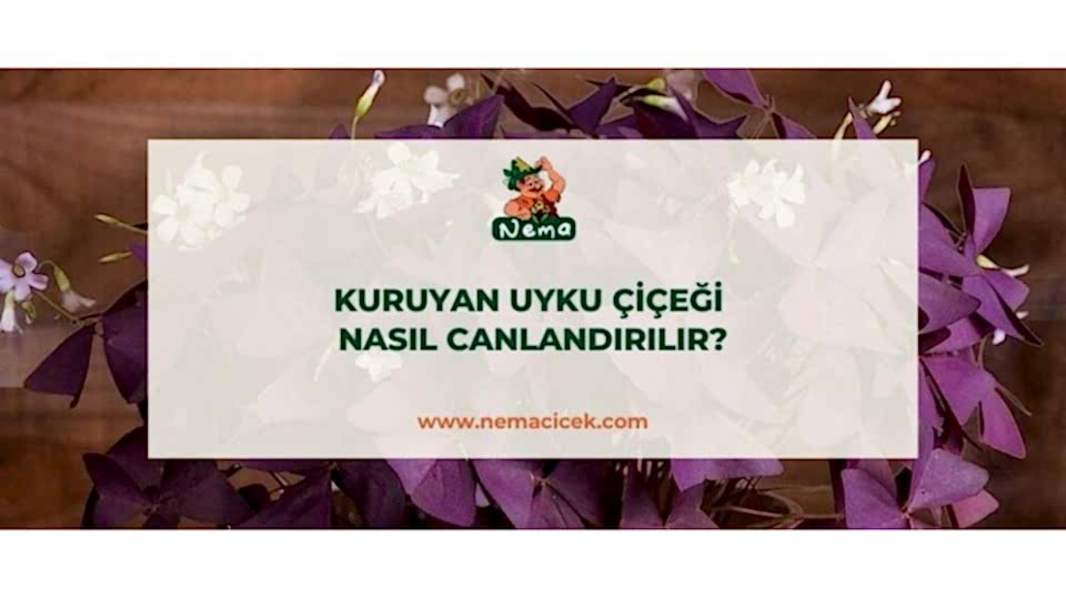 Kuruyan Uyku Çiçeği Nasıl Canlandırılır?