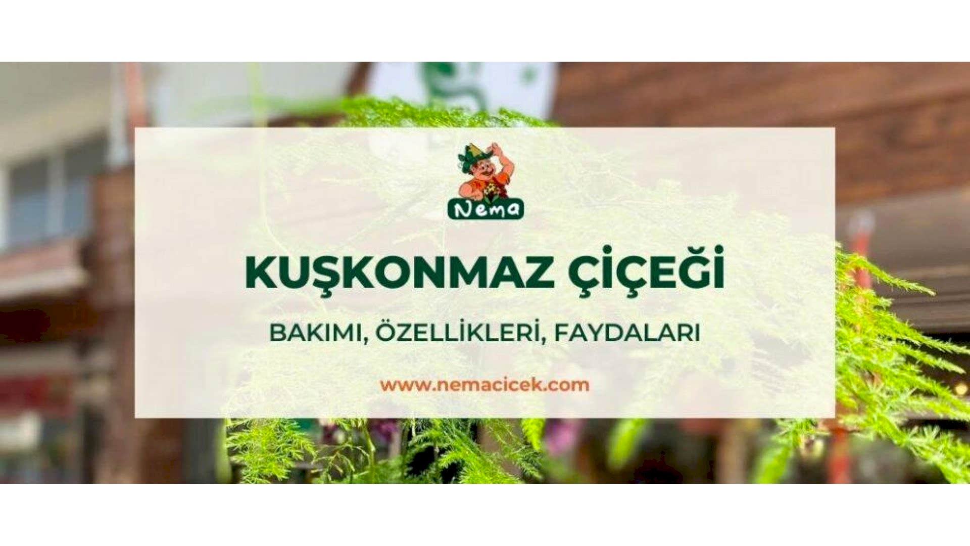 https://tipob9t.wwweees.com/image/cache/catalog/blog-image/kuskonmaz-cicegi-nemacicek-blog-1920x1080.jpg