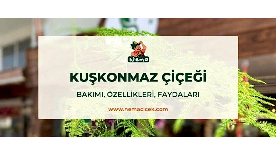 Kuşkonmaz Çiçeği (Asparagus Setaceus, Tül Çiçeği) Bakımı, Özellikleri, Anlamı