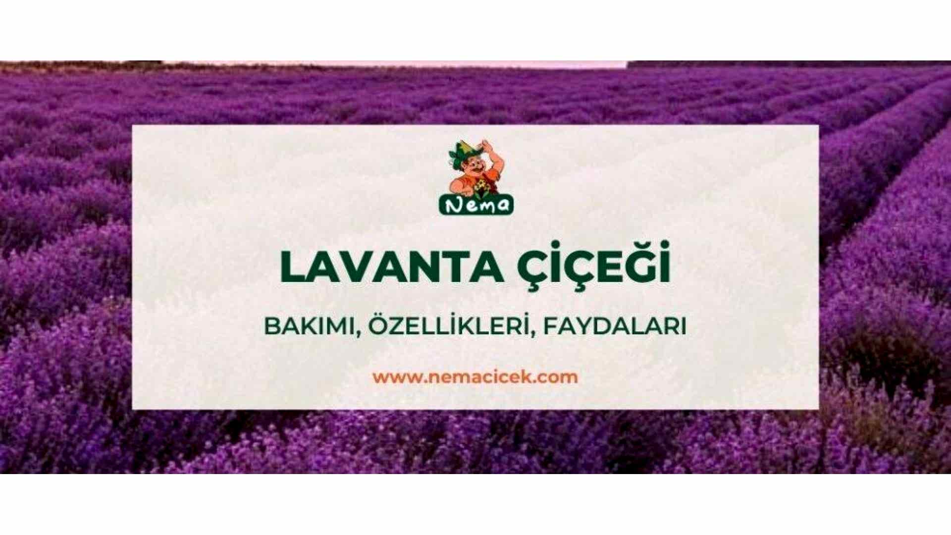 https://tipob9t.wwweees.com/image/cache/catalog/blog-image/lavanta-cicegi-nemacicek-blog-1920x1080.jpg