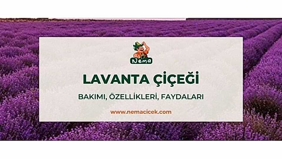 Lavanta Çiçeği (Lavandula) Bakımı, Özellikler, Faydaları ve Anlamı