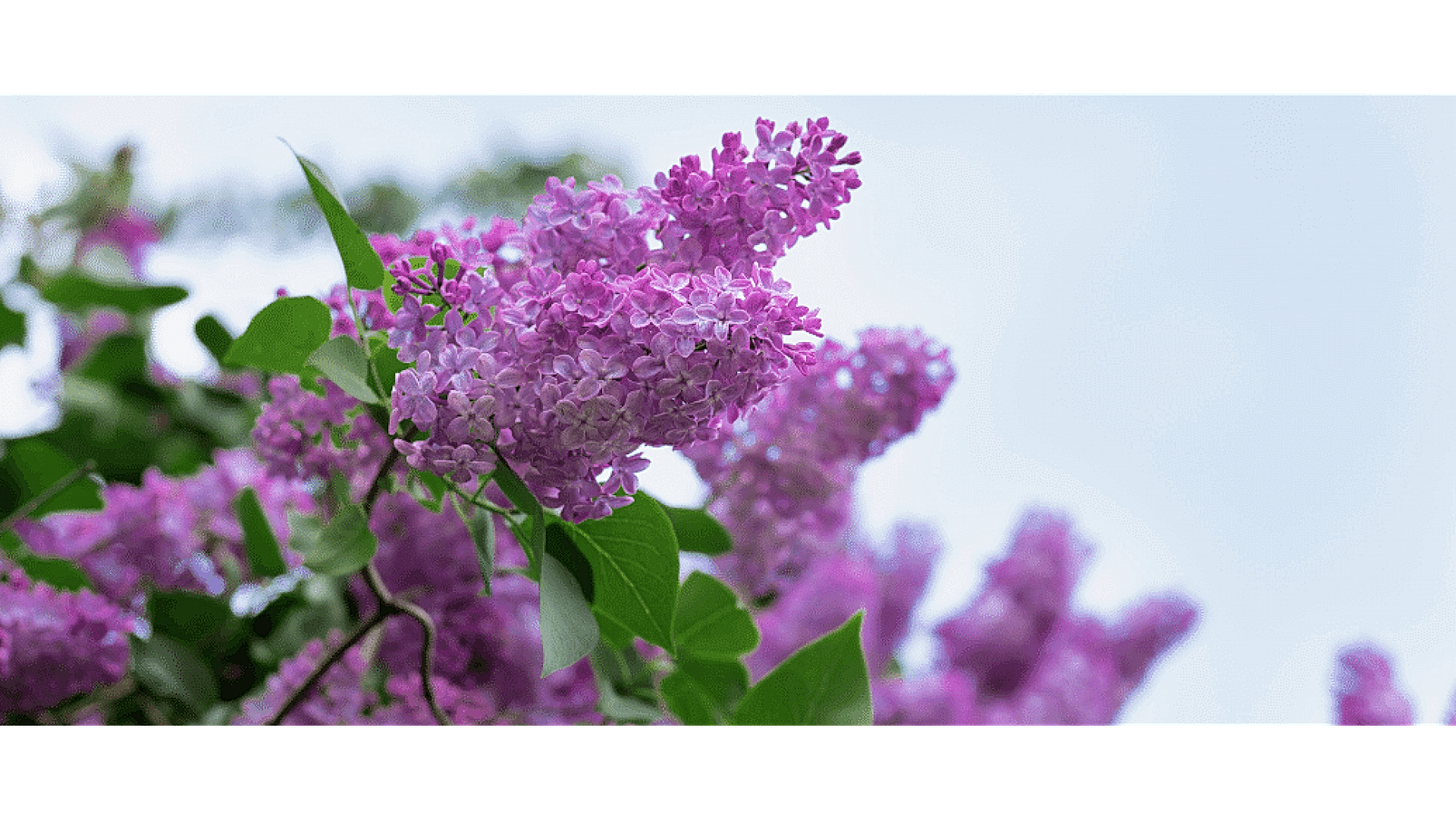 https://tipob9t.wwweees.com/image/cache/catalog/blog-image/leylak-cicegi-anlami–-syringa-vulgaris-1920x1080.png