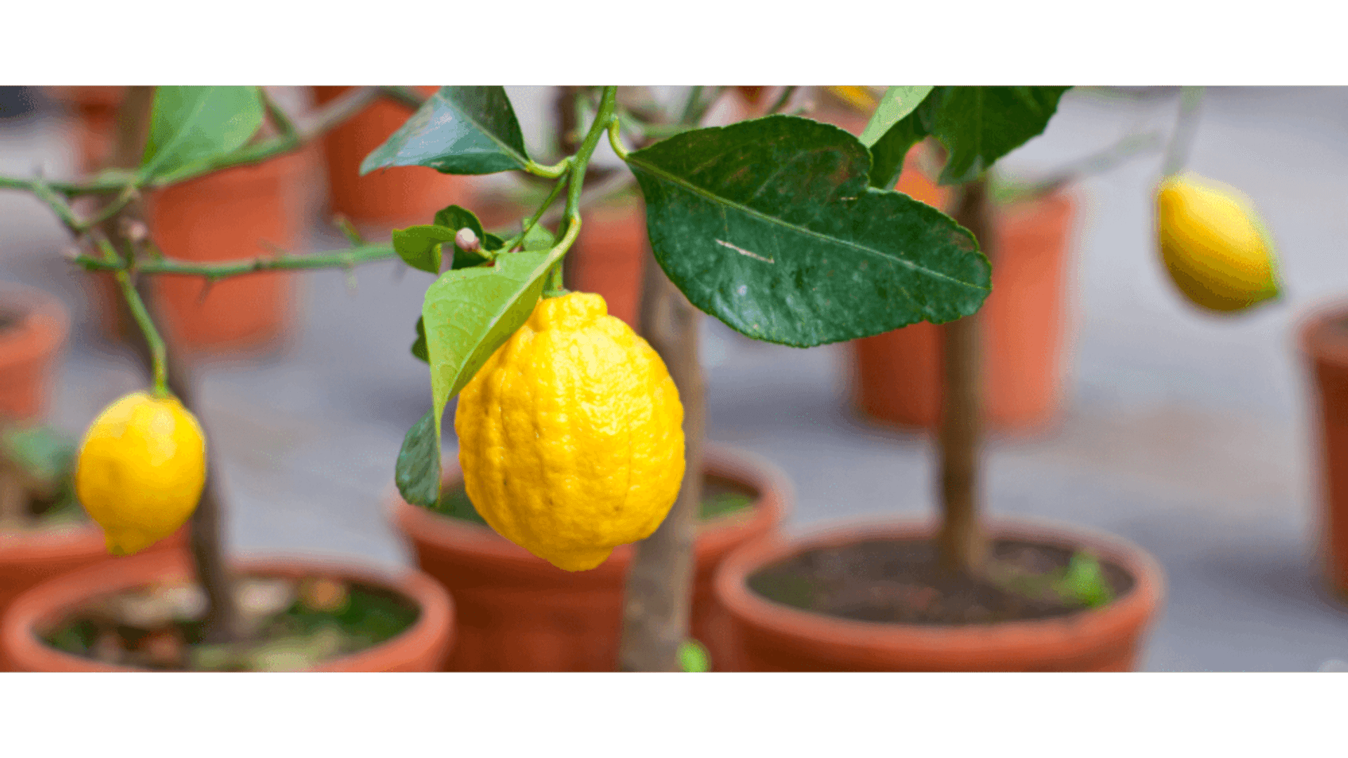 https://tipob9t.wwweees.com/image/cache/catalog/blog-image/limon-cicegi-tipob9t.wwweees.com-14-1920x1080.png