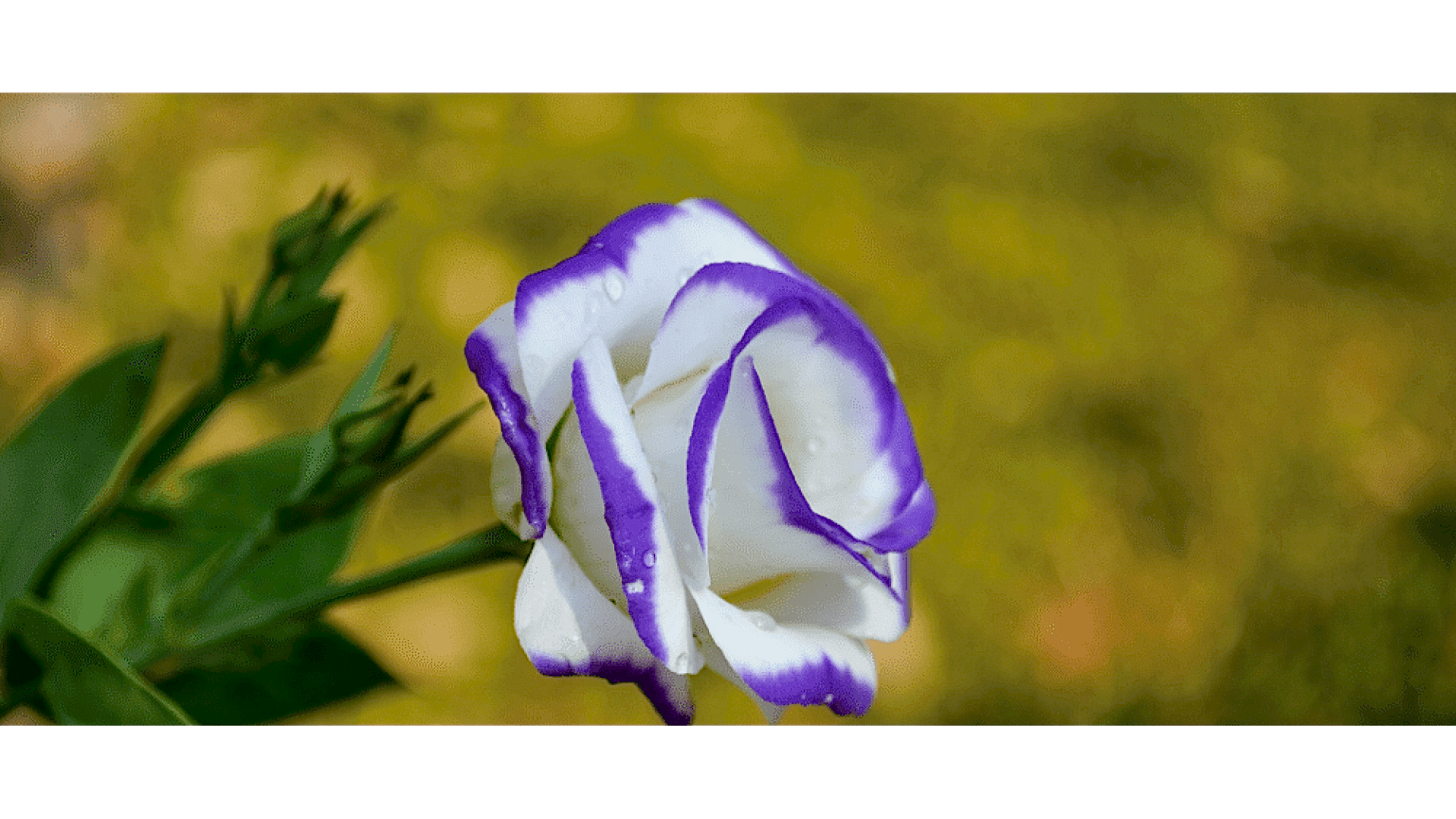https://tipob9t.wwweees.com/image/cache/catalog/blog-image/listanyus-cicegi-tipob9t.wwweees.com-4-1920x1080.png