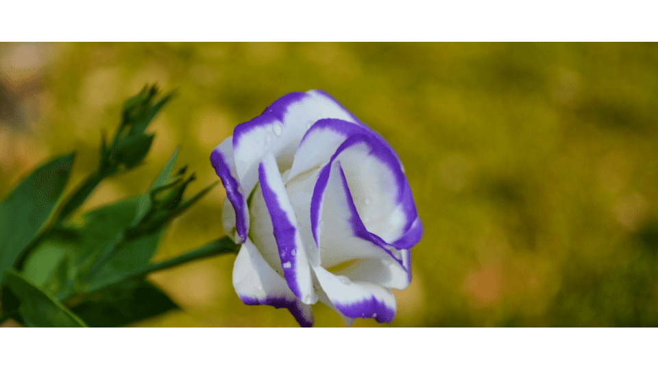 Lisyantus Çiçeği Anlamı - (Lisianthus)