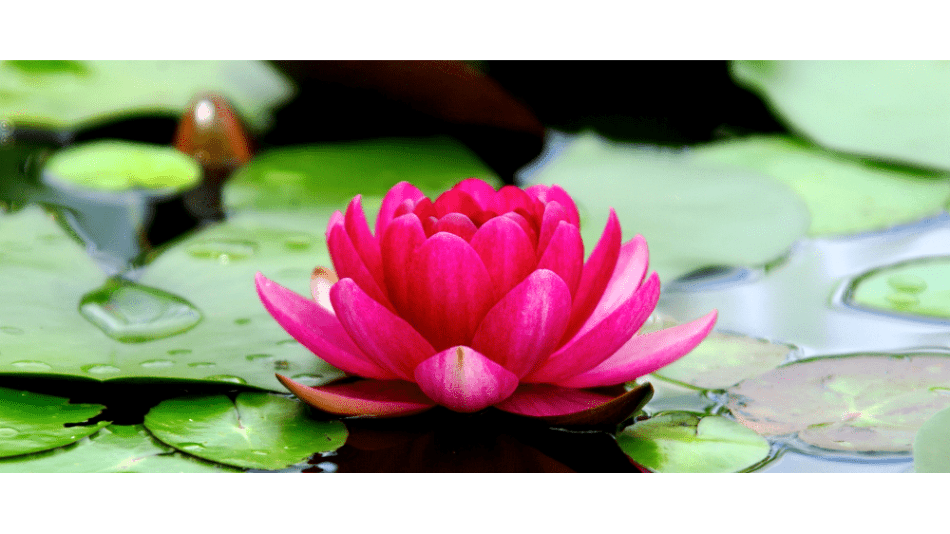 https://tipob9t.wwweees.com/image/cache/catalog/blog-image/lotus-cicegi-tipob9t.wwweees.com-11-1920x1080.png