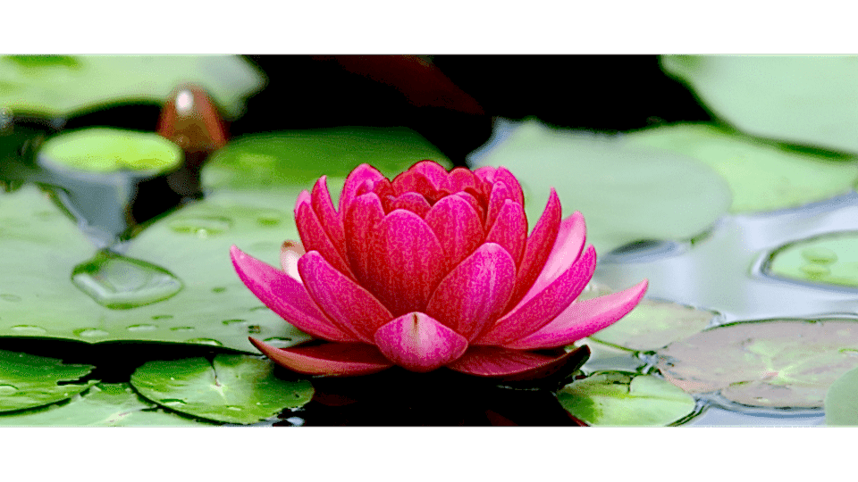 Lotus Çiçeği Anlamı (Nilüfer)