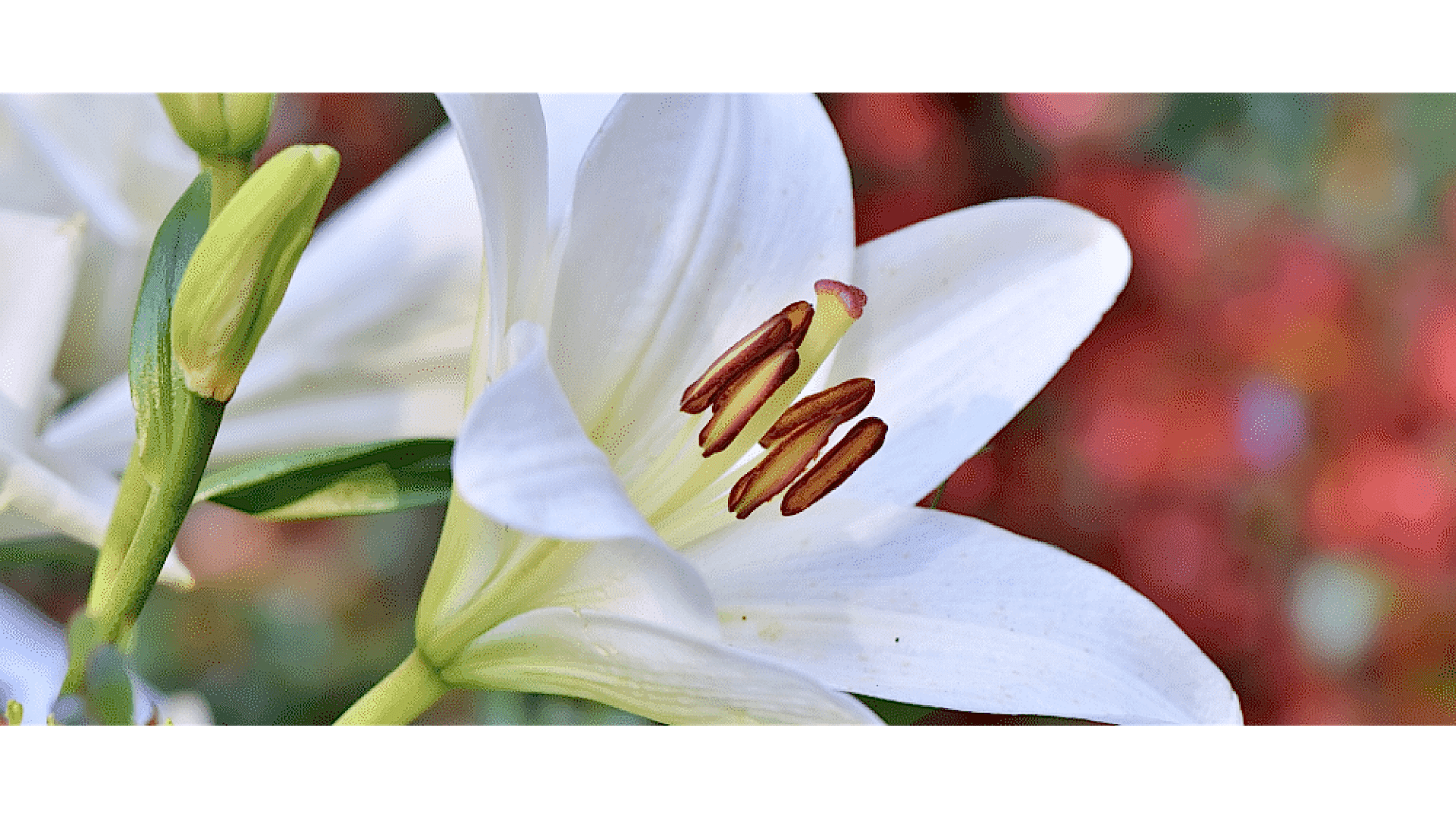 https://tipob9t.wwweees.com/image/cache/catalog/blog-image/manolya-cicegi-tipob9t.wwweees.com-19-1920x1080.png