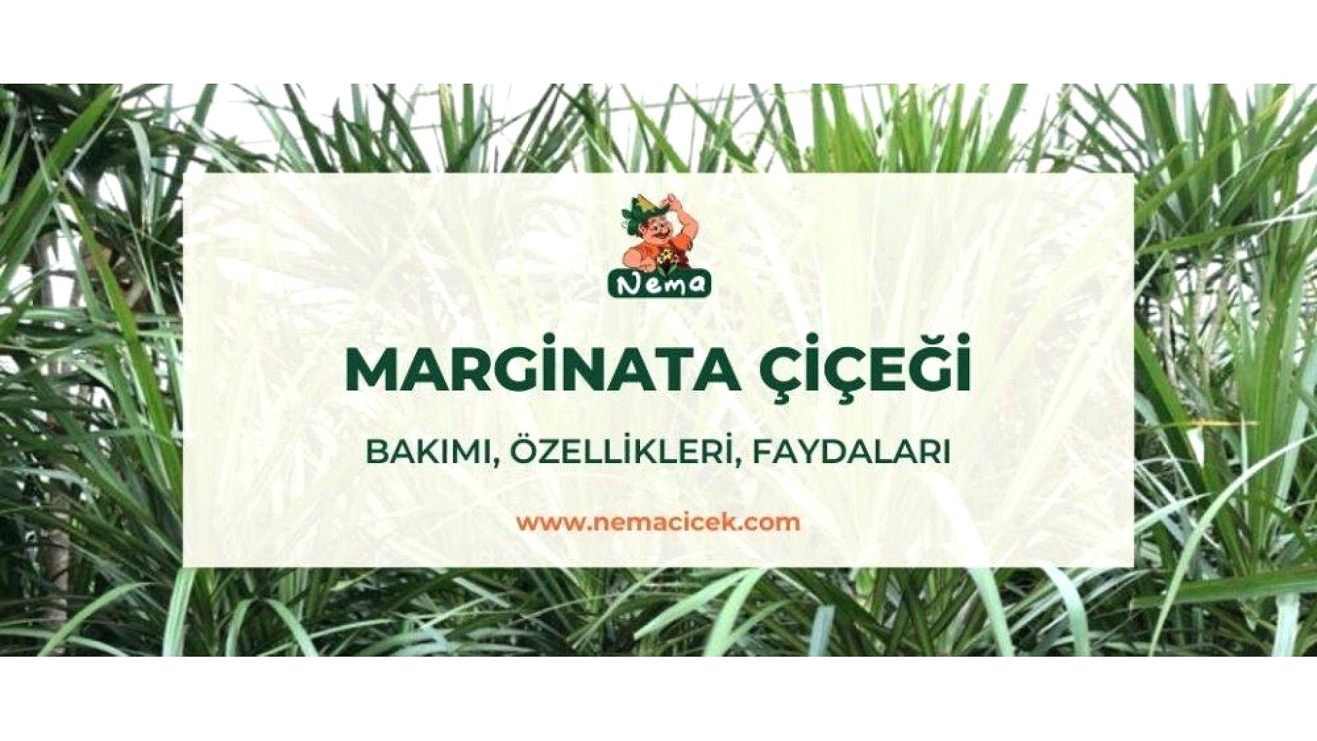 https://tipob9t.wwweees.com/image/cache/catalog/blog-image/marginata-cicegi-nemacicek-blog-1920x1080.jpg