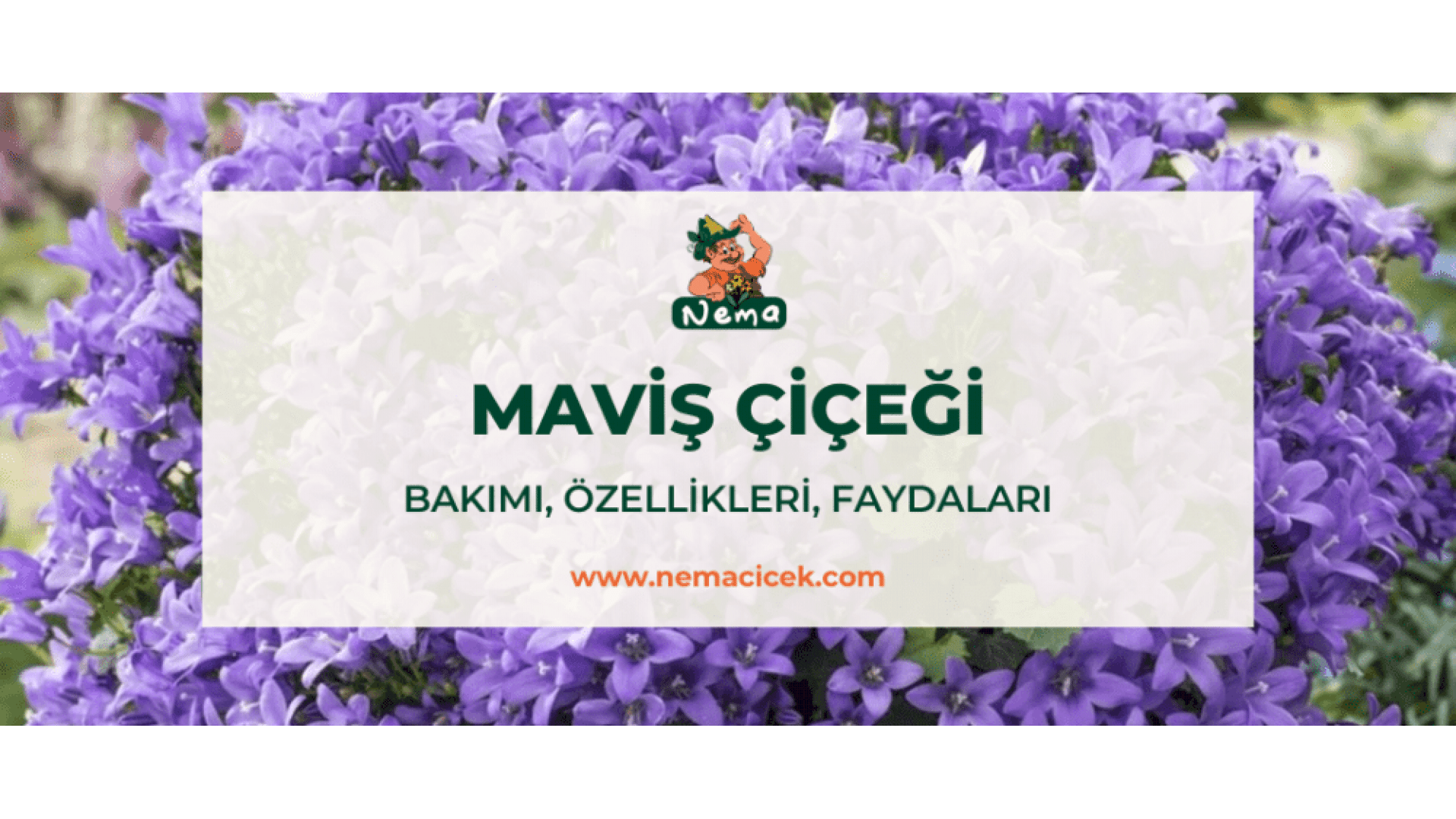 https://tipob9t.wwweees.com/image/cache/catalog/blog-image/mavis-cicegi-nemacicek-blog-1920x1080.png