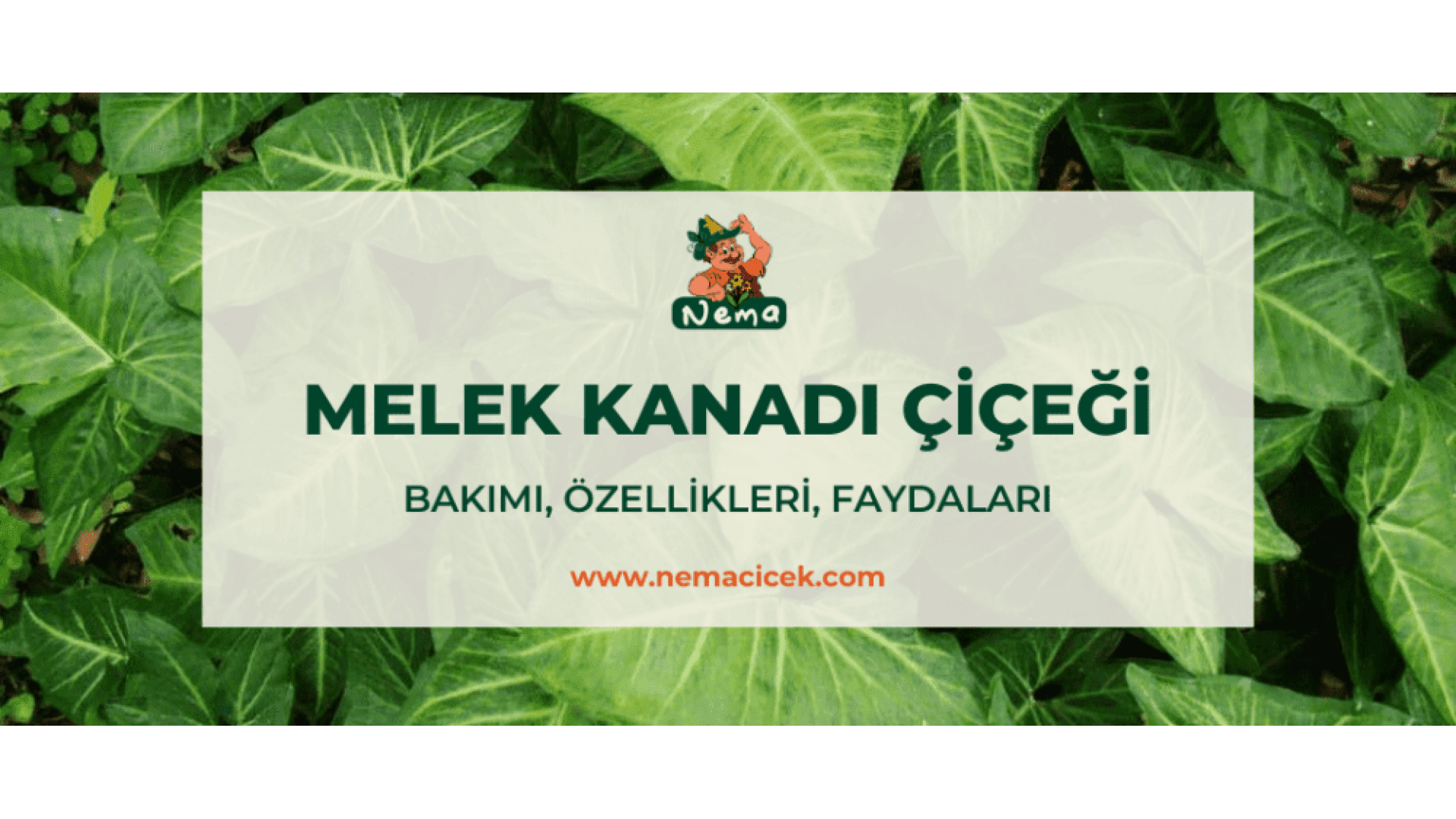 https://tipob9t.wwweees.com/image/cache/catalog/blog-image/melek-kanadi-cicegi-nemacicek-blog-1920x1080.png