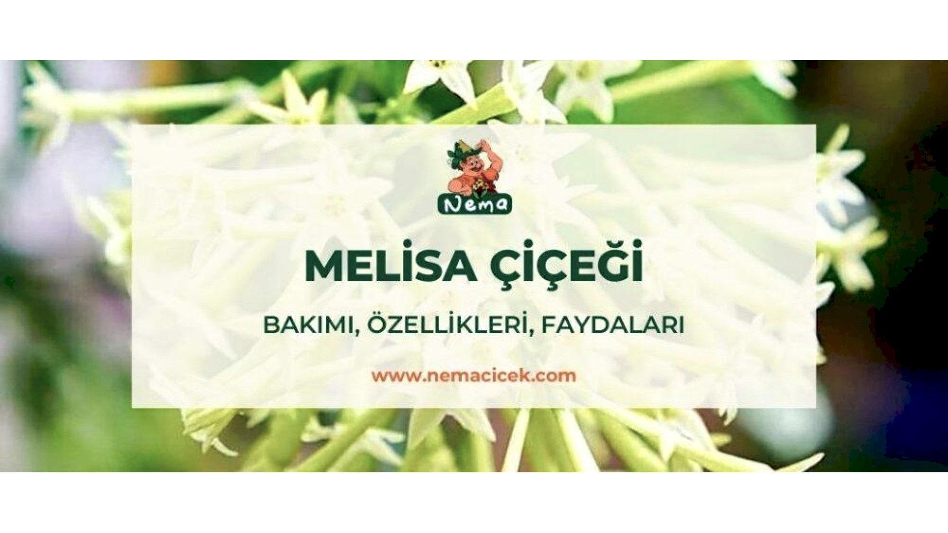 https://tipob9t.wwweees.com/image/cache/catalog/blog-image/melisa-cicegi-nemacicek-blog-1920x1080.jpg