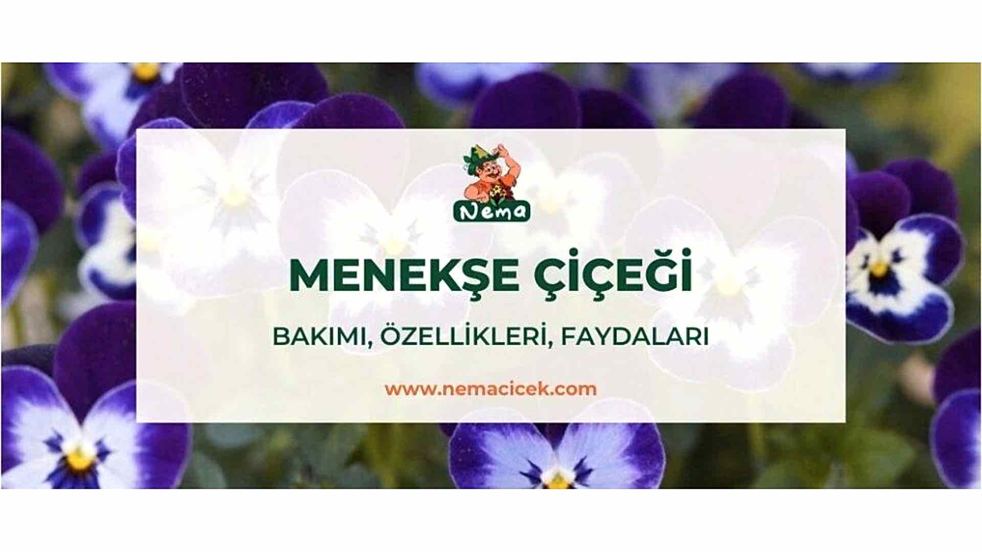https://tipob9t.wwweees.com/image/cache/catalog/blog-image/menekse-cicegi-nemacicek-blog-1920x1080.jpg