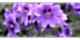 Menekşe Çiçeği Anlamı – (Viola)