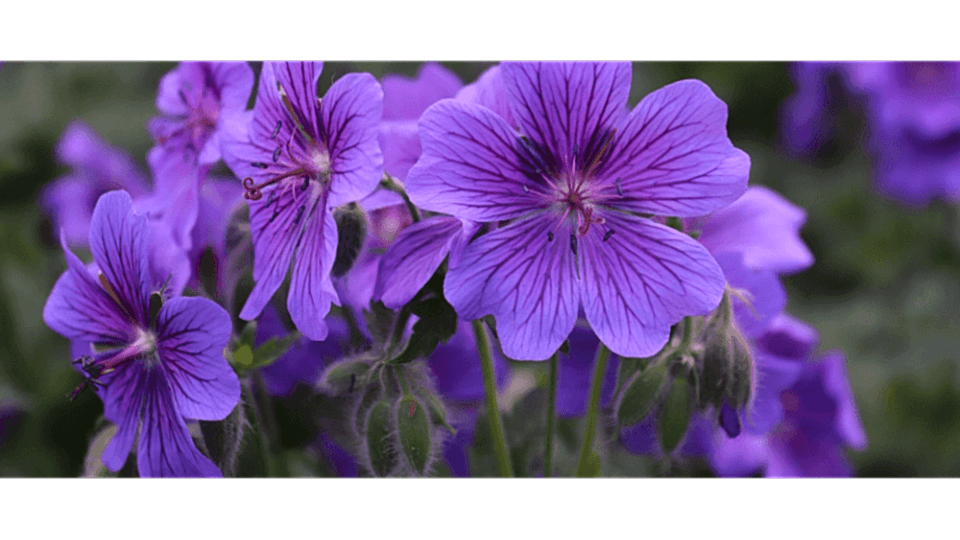 Menekşe Çiçeği Anlamı – (Viola)