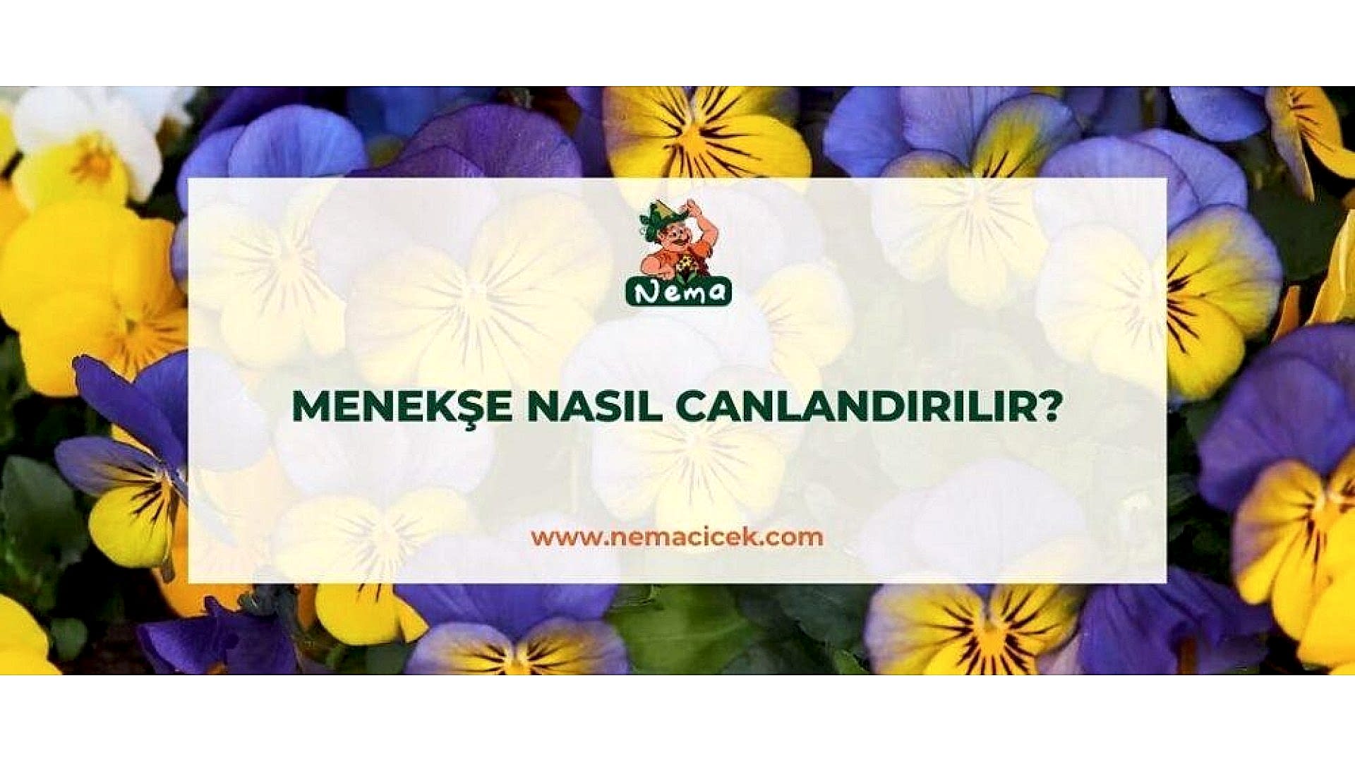https://tipob9t.wwweees.com/image/cache/catalog/blog-image/menekse-nasil-canlandirilir-nemacicek-blog-1920x1080.jpg
