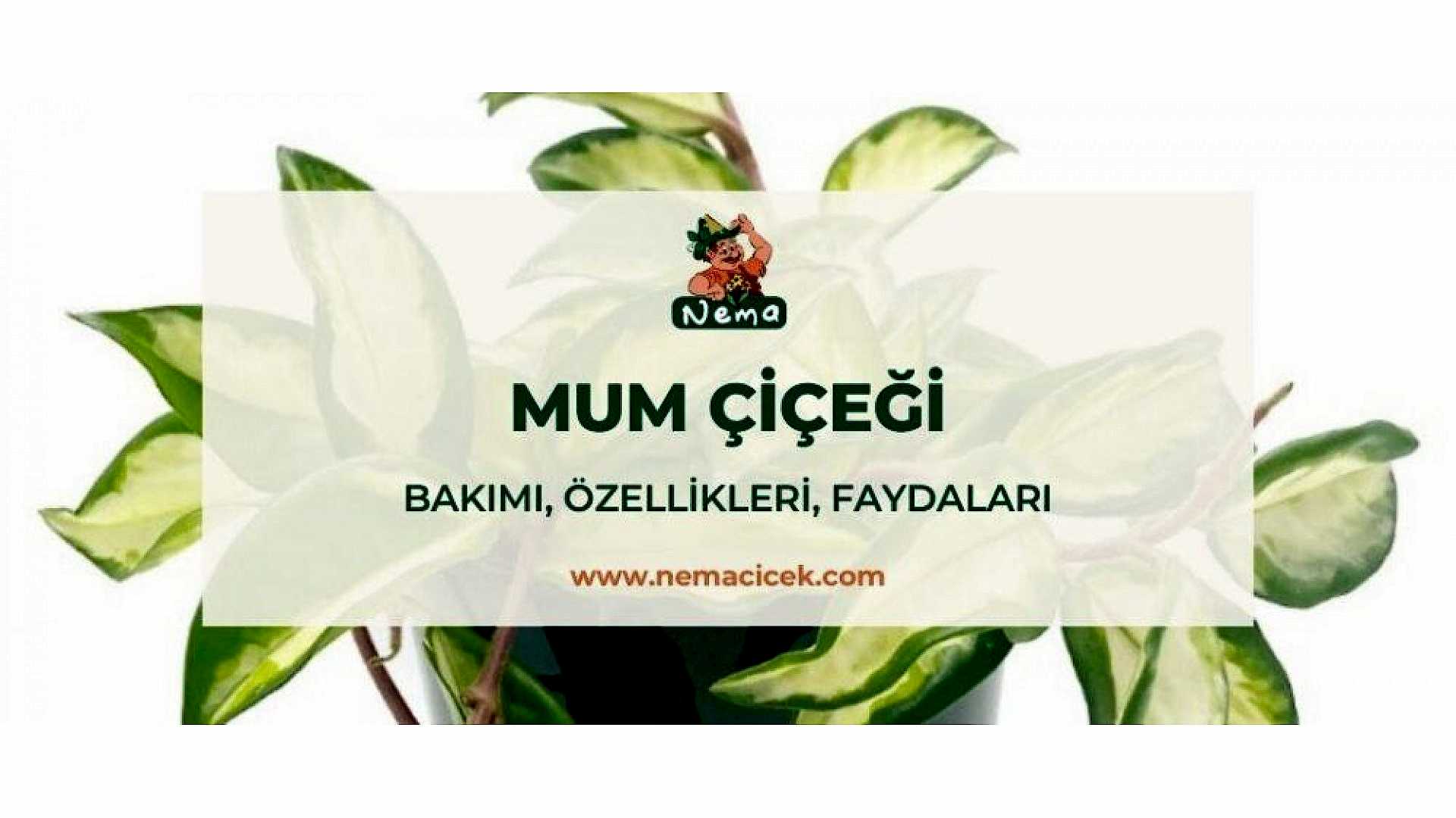 https://tipob9t.wwweees.com/image/cache/catalog/blog-image/mum-cicegi-nemacicek-blog-1920x1080.jpg
