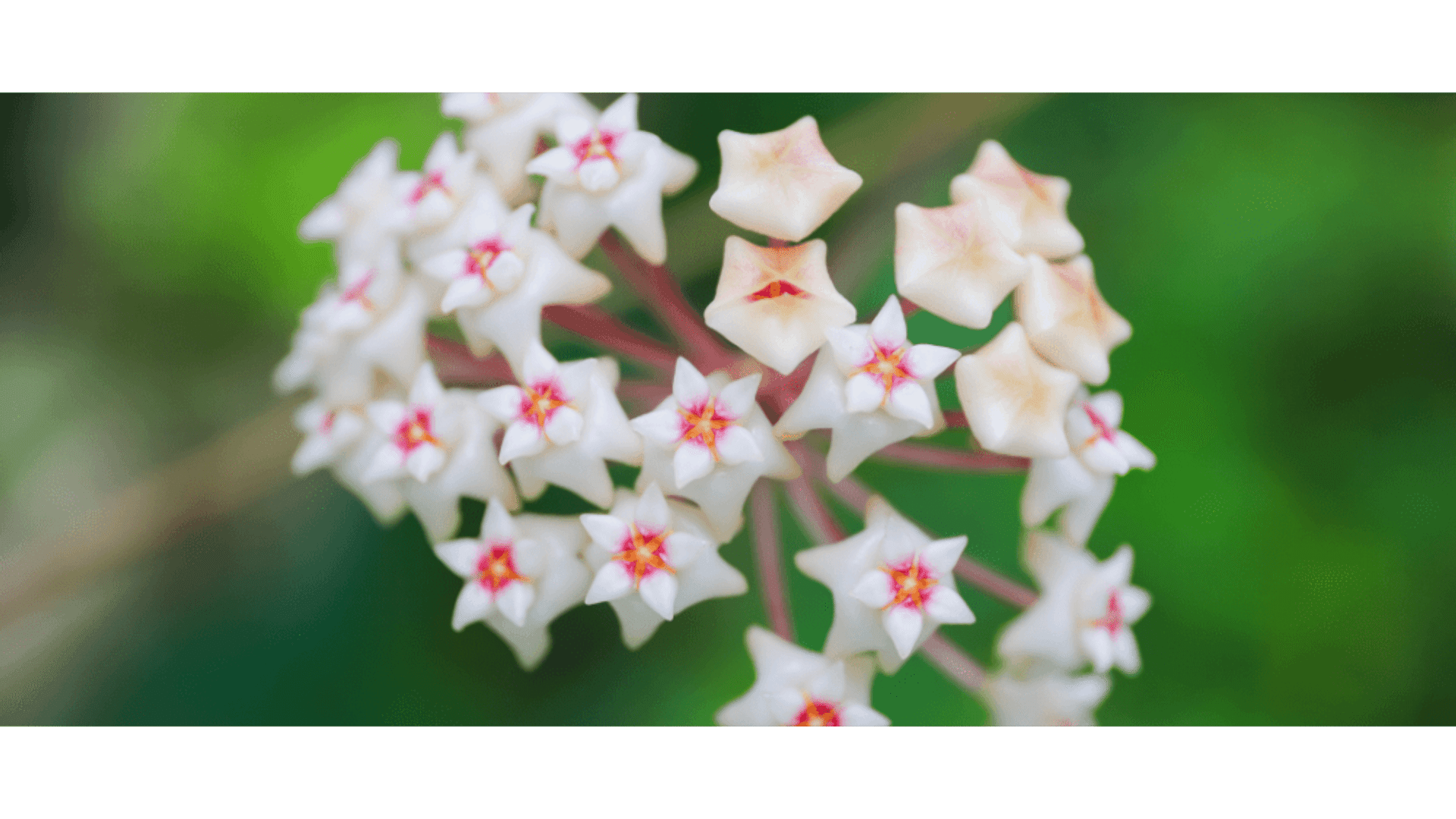 https://tipob9t.wwweees.com/image/cache/catalog/blog-image/mum-cicegi-tipob9t.wwweees.com-19-1920x1080.png