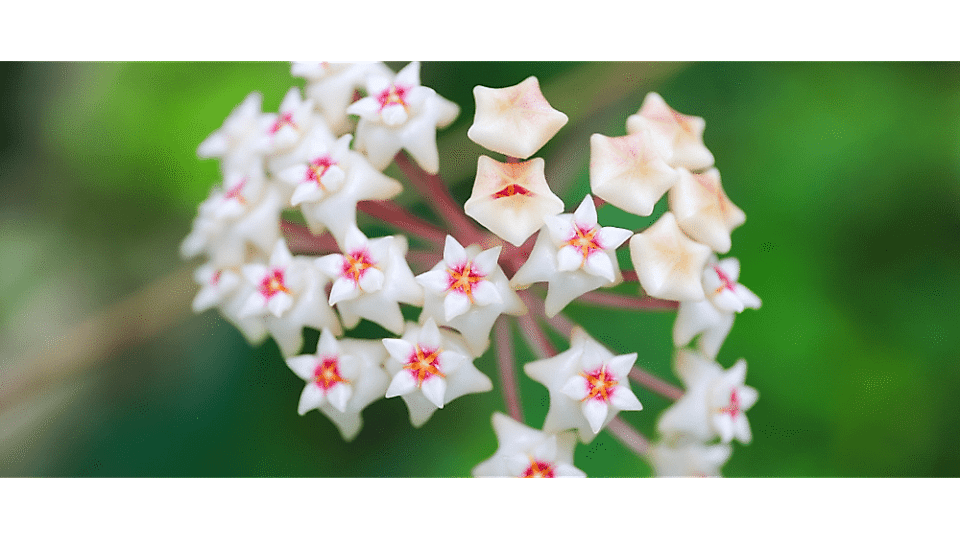 Mum Çiçeği Anlamı - (Hoya Carnosa)
