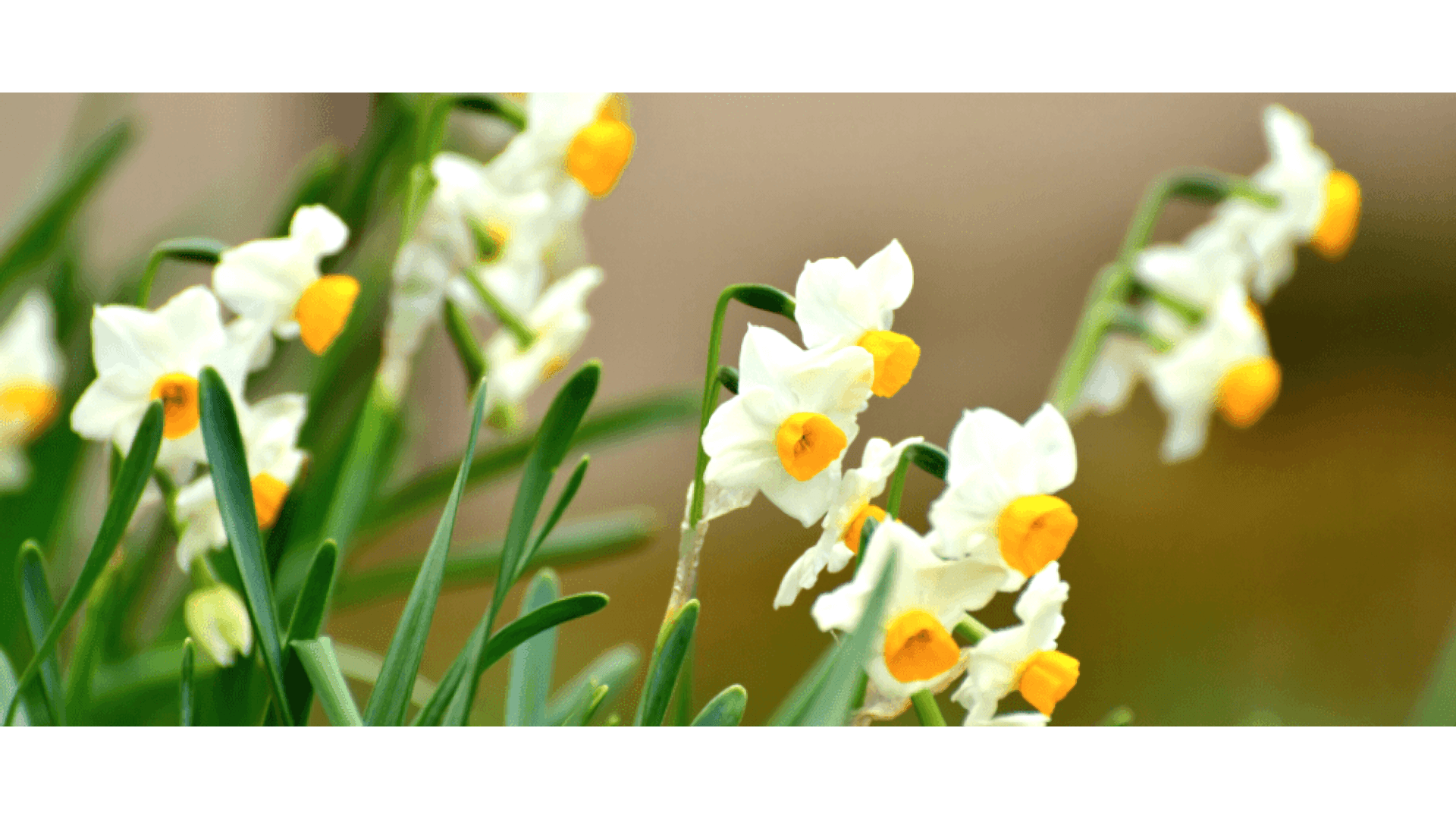 https://tipob9t.wwweees.com/image/cache/catalog/blog-image/nergis-cicegi-tipob9t.wwweees.com-2-1-1920x1080.png