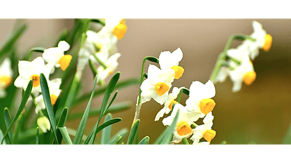 Nergis Çiçeği Anlamı – (Narcissus)